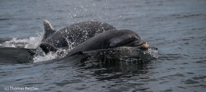 Delphine beobachten in Schottland